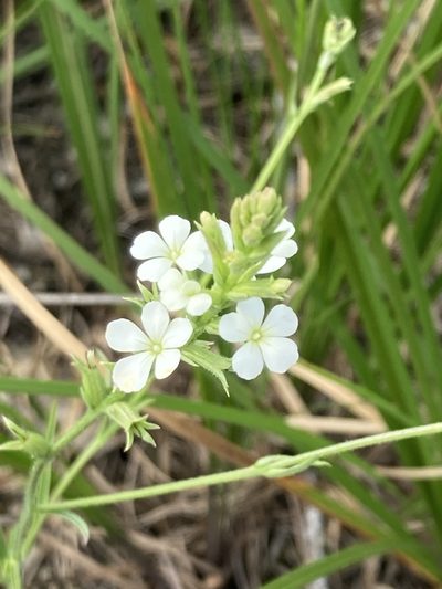 Buchnera pusilla, photographed by Neptalí Ramírez Marcial