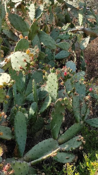 Opuntia elatior, photographed by Andrea Mologni