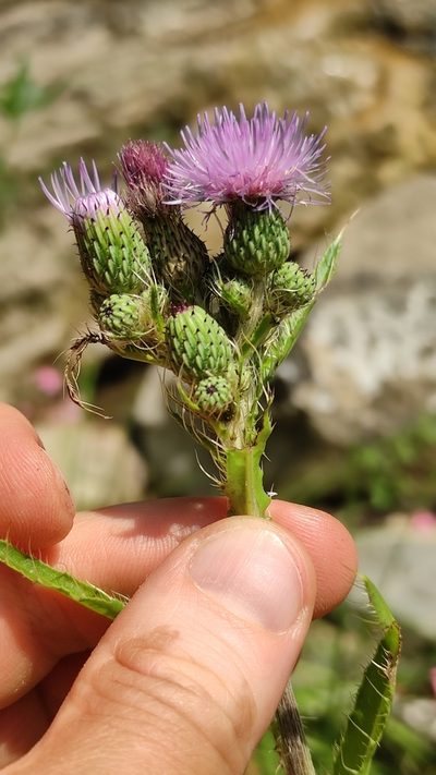 Cirsium monspessulanum, photographed by Andrea Mologni