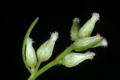 Baccharis angustifolia, photographed by Douglas Goldman