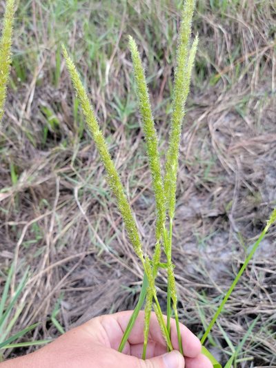 Hymenachne amplexicaulis, photographed by Jay Horn