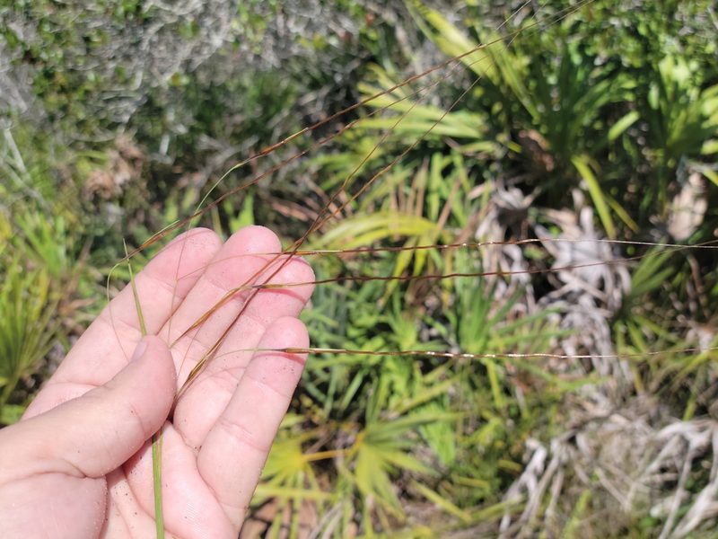 Chrysopogon pauciflorus, photographed by Jay Horn
