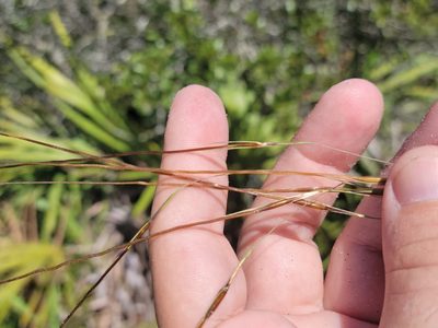 Chrysopogon pauciflorus, photographed by Jay Horn
