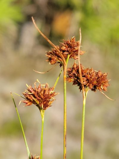 Rhynchospora fernaldii, photographed by Jay Horn