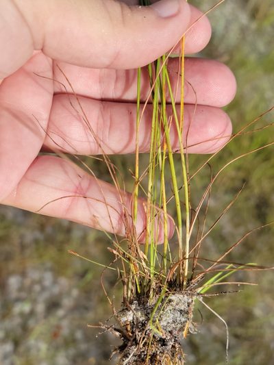Rhynchospora fernaldii, photographed by Jay Horn