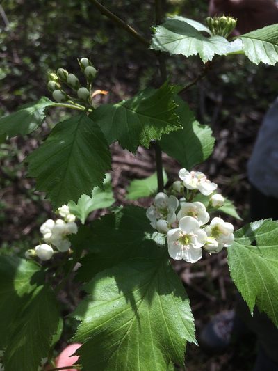 Crataegus flabellata, photographed by Étienne Lacroix-Carignan
