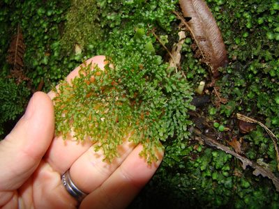 Hymenophyllum flexuosum, photographed by Lisa Bennett