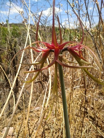 Hippeastrum cybister, photographed by Brian Cespedes