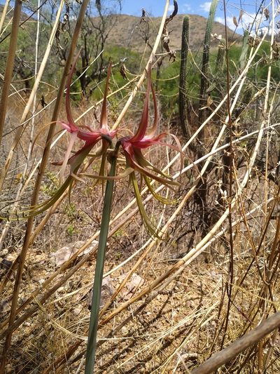 Hippeastrum cybister, photographed by Brian Cespedes