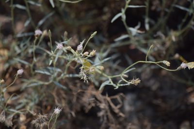 Palafoxia arida, photographed by velodrome