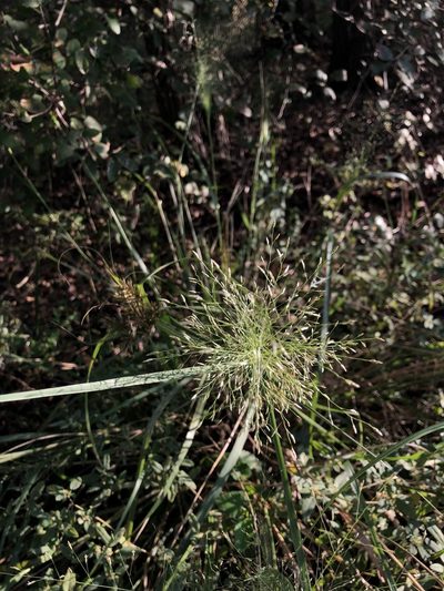 Eragrostis intermedia, photographed by Sophia K