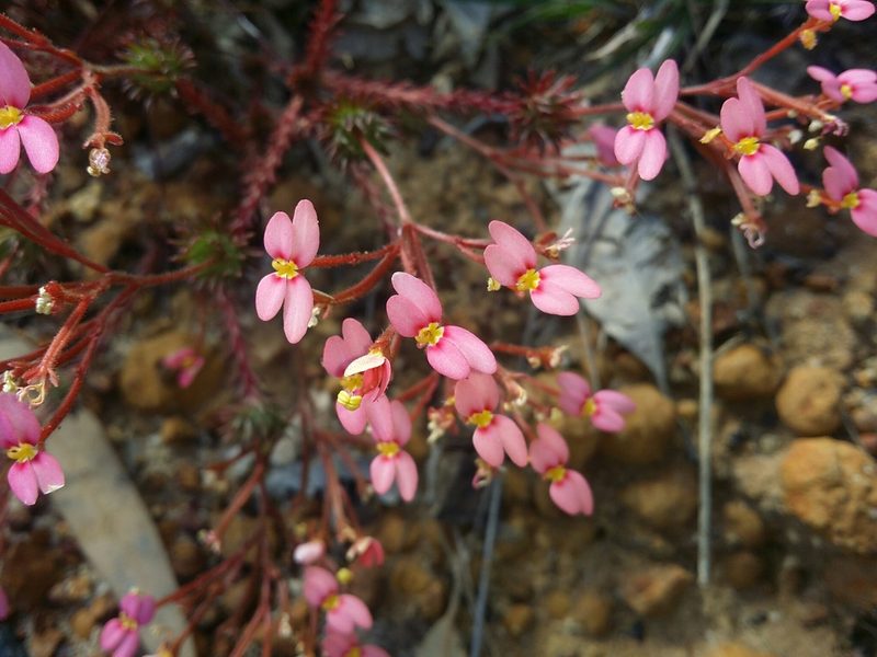 Stylidium bulbiferum, photographed by Helium Luo