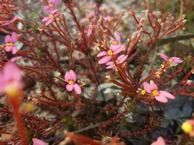 Stylidium bulbiferum, photographed by Helium Luo