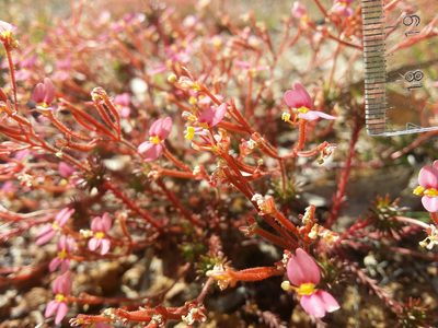 Stylidium bulbiferum, photographed by Helium Luo