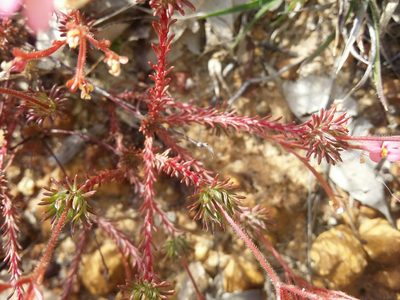 Stylidium bulbiferum, photographed by Helium Luo