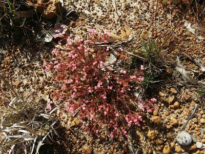 Stylidium bulbiferum, photographed by Helium Luo