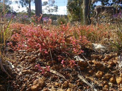 Stylidium bulbiferum, photographed by Helium Luo