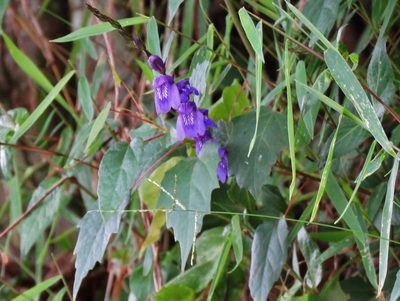 Justicia alpina, photographed by Annika Lindqvist