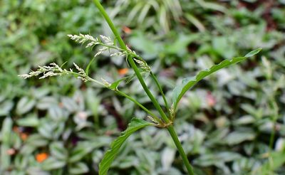 Iresine rhizomatosa, photographed by Neptalí Ramírez Marcial