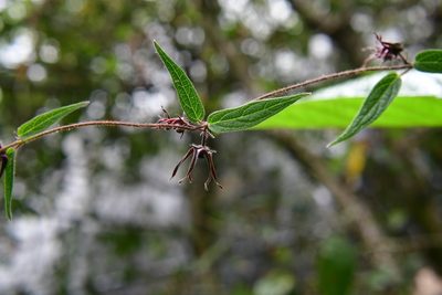 Urostephanus medusae, photographed by Neptalí Ramírez Marcial