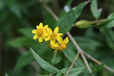 Perymenium ghiesbreghtii, photographed by Neptalí Ramírez Marcial