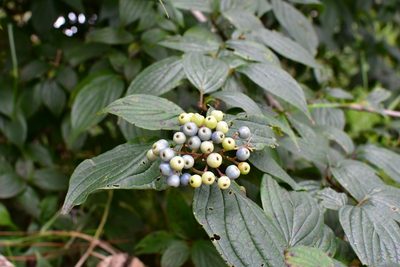 Cornus excelsa, photographed by Neptalí Ramírez Marcial