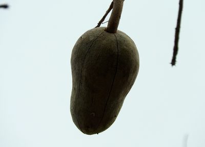 Swietenia humilis, photographed by Francisco Farriols Sarabia