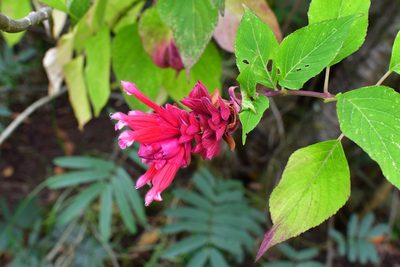 Salvia wagneriana, photographed by Neptalí Ramírez Marcial