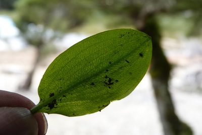 Potamogeton suboblongus, photographed by Colin Meurk