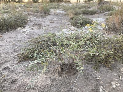 Astragalus gypsodes, photographed by Cecelia Alexander