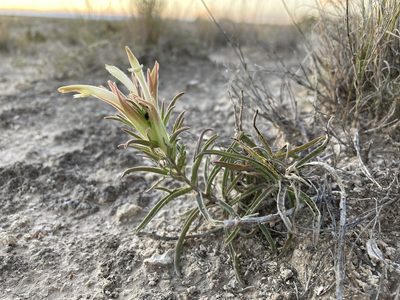 Castilleja sessiliflora, photographed by Cecelia Alexander