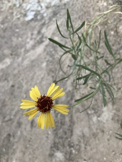Gaillardia multiceps, photographed by Cecelia Alexander