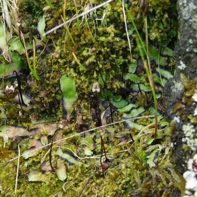 Asterella australis, photographed by Stephen Thorpe
