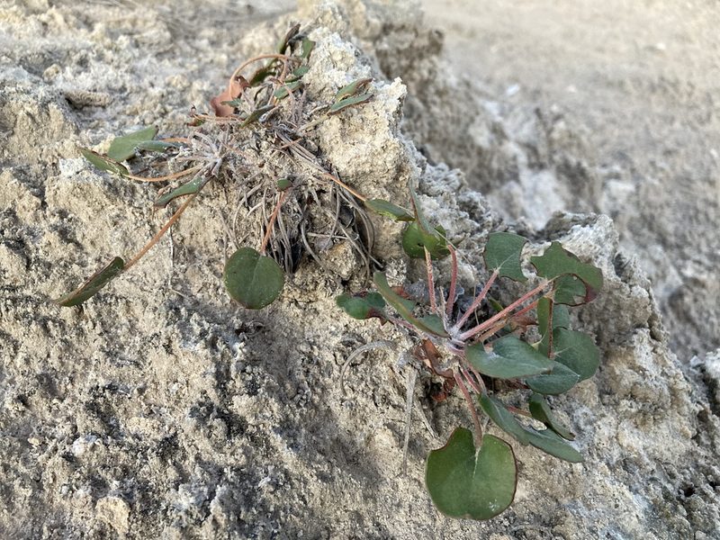 Eriogonum gypsophilum, photographed by Cecelia Alexander
