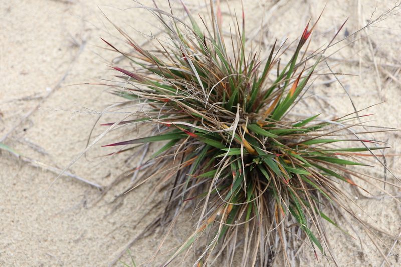 Dichanthelium depauperatum, photographed by Henry "Nick" Robertson