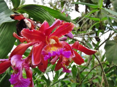 Sobralia dichotoma, photographed by Annika Lindqvist