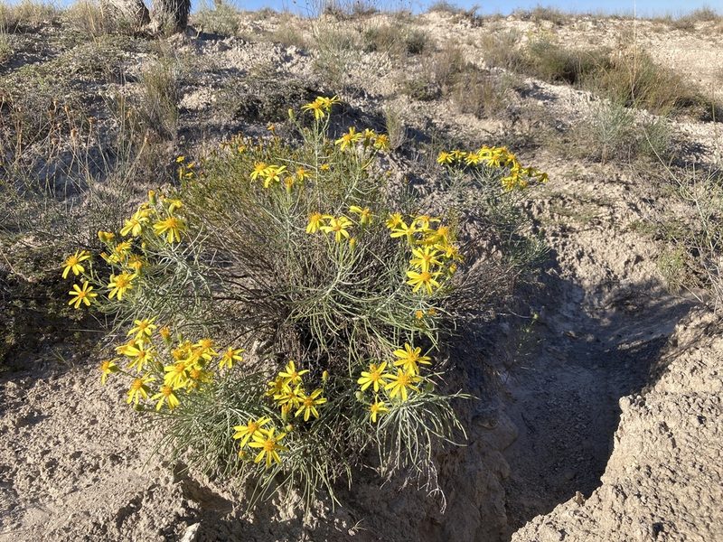 Senecio warnockii, photographed by Cecelia Alexander