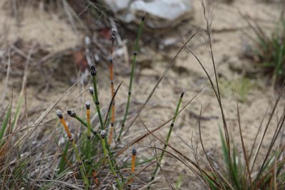 Equisetum variegatum, photographed by Henry "Nick" Robertson