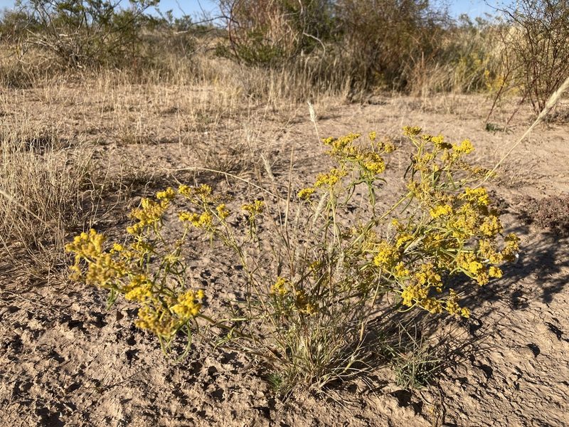 Sartwellia flaveriae, photographed by Cecelia Alexander