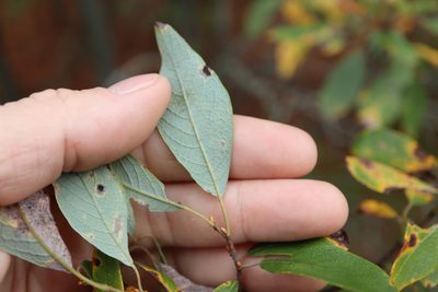 Salix bebbiana, photographed by Henry "Nick" Robertson