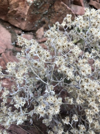 Pseudognaphalium canescens, photographed by Jared Shorma