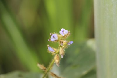 Calopogonium mucunoides, photographed by Andrés Ramírez-Barrera