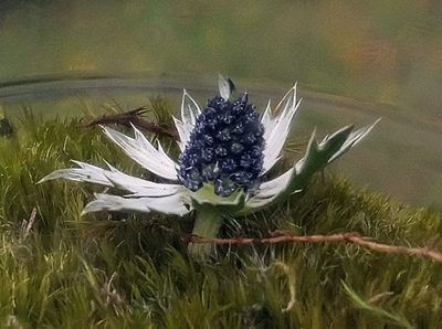 Eryngium carlinae, photographed by Aa A