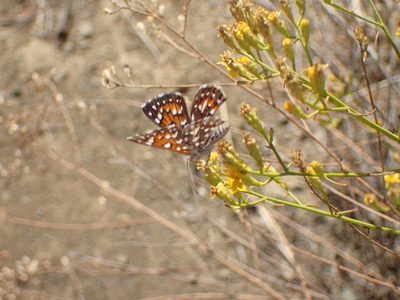 Gutierrezia californica, photographed by George Williams