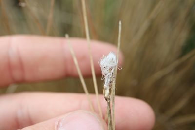 Trichophorum alpinum, photographed by Henry "Nick" Robertson