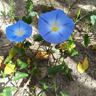 Ipomoea tricolor, photographed by Juan Carlos Fonseca Mata