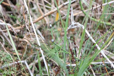 Sisyrinchium montanum, photographed by Henry "Nick" Robertson