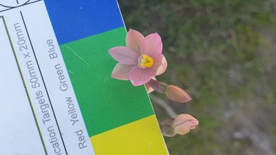 Thelymitra carnea, photographed by Rosalie Lawrence