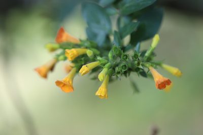 Streptosolen jamesonii, photographed by Steven Bodzin