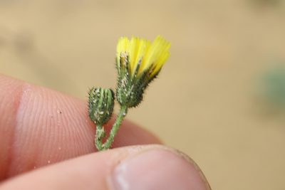 Pilosella piloselloides, photographed by Henry "Nick" Robertson